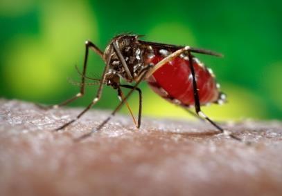 por la existencia de vectores (Aedes aegypti) en casi la