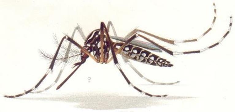 Zika Transmisión de virus Zika Picadura de mosquito del género Aedes Transmisión perinatal Por vía transplacentaria o durante el parto Modos poco frecuentes Transfusión sanguínea Transmisión sexual