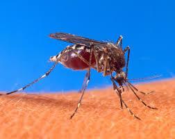 Las enfermedades transmitidas por mosquitos (y en realidad todas las transmitidas por vectores) son prevenibles.