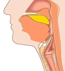 FARINGE Amb un procés de deglució l aliment passa cap a la faringe espentat per la llengua De la faringe