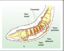 Sistemes circulatoris tancats (mol.luscs cefalòpodes, anèl.lids i vertebrats) Als Anèl.