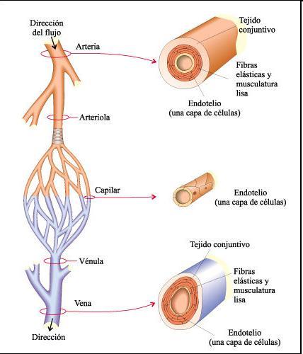 Sistema circulatori vertebrats Poden ser de 3 tipus, però tots consten de: Vasos sanguinis: artèries, arterioles, capilars, vènules, venes Cor: amb