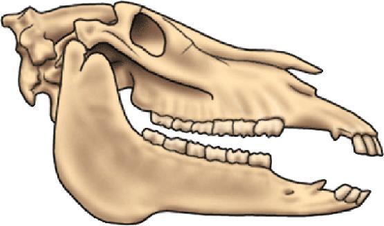 Les dents estan presents en molts vertebrats