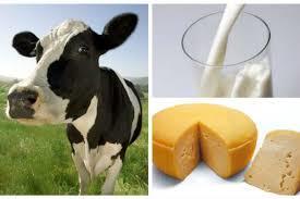 PRINCIPALES DATOS DEL SECTOR Mundo Países productores de leche 2014 Pais Producción (Ton) Estados Unidos 93.460.