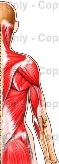 la locomoción Sistema Muscular