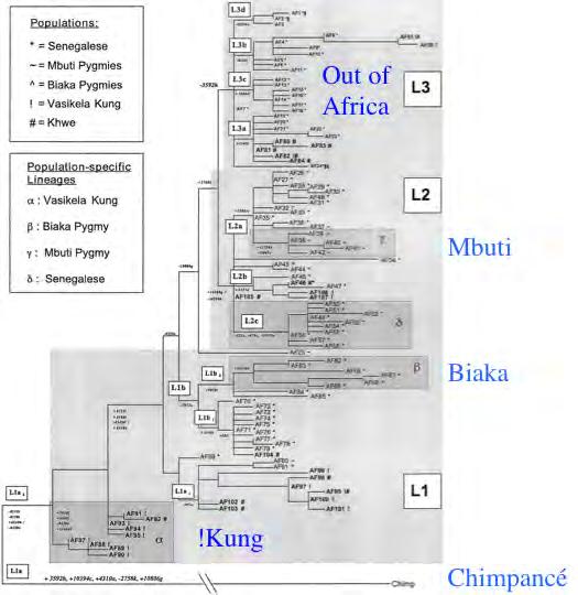 Un dendrograma obtenido a partir de haplogrupos del ADNmt muestra claramente la separación entre pigmeos del Este y del Oeste (Mbuti y Biaka), datada en unos 20.