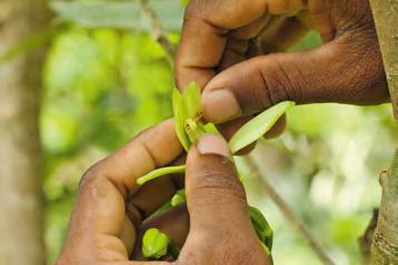 vainilla origen Madagascar, variedad planifolia.