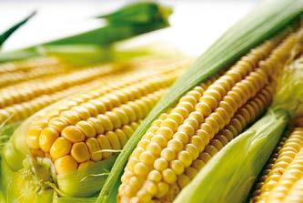 Empresa agroindustrial especializada en Nutrición Vegetal Balanceada, que nace para ofrecer a los agricultores nuevas herramientas que complementen las labores de fertilización, mediante la