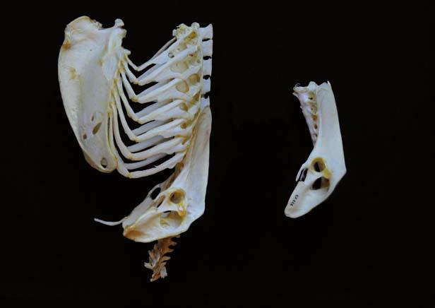 Figura 3.Coxal unido a otros huesos del tronco y coxal aislado. En la figura 3, se aprecia a la izquierda un tronco con la quilla y el coxal unidos por las costillas.