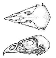 Cráneo. Fosa nasal sin proceso nasal. Forma del hueso nasal en su parte superior entre las narinas tipo B Anchura del hueso nasal en su parte superior entre las narinas menor de 5 mm.