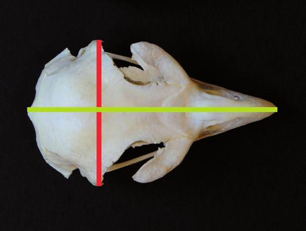 Cráneo Figura 10. Longitud y anchura del cráneo. Longitud del cráneo, en amarillo, y ancho del cráneo en rojo. (Figura 10).