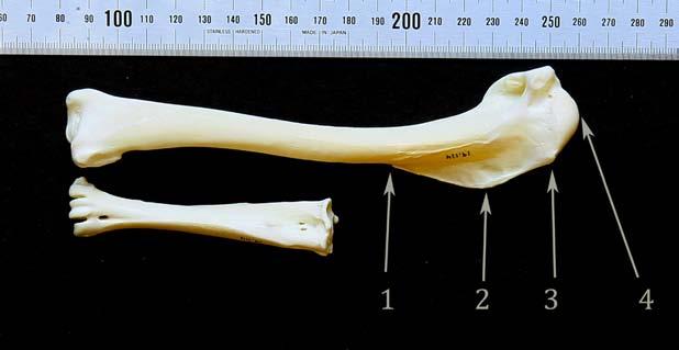 Figura 13. Húmero con puntos de la cresta deltopectoral. Para hacer las comparaciones entre otros huesos con el húmero hay que definir algunos puntos de este.