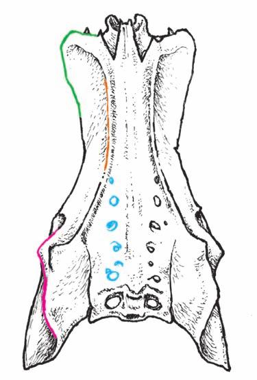 Huesos del tronco Coxal Corresponde al cinturón pélvico y está formado por la unión de varios huesos; sinsacro, ilión, isquión y pubis.