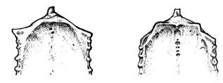Nº 4. Presencia o ausencia de pominencias en la zona media de la cresta craneal de la pila coracoidea.