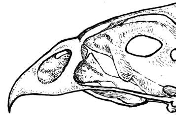 Nº 2. Forma y anchura del hueso nasal. El hueso nasal, situado entre las dos fosas nasales, visto desde un plano cenital, puede ser más estrecho o más ancho.