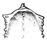 B.2.2.2- Sin prominencias en la zona media de la cresta craneal de la pila