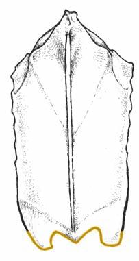 Esternón Borde caudal con dos trabéculas laterales anchas y cortas. Quilla muy prominente. Sin fenestras medialis.