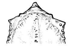 cresta dorsolateral del ilion ondulada y acorazonada, Normalmente con foráminas intertranversarias (Figuras 78, 82 y 83). Esternón Sin trabéculas laterales.
