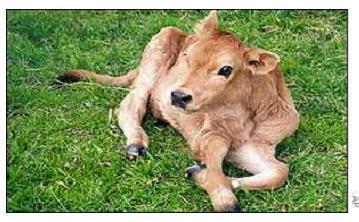 La primera ternera transgénica desarrollada por clonación fue obtenida por BioSidus en Argentina, y produce la hormona de crecimiento humana en su leche.