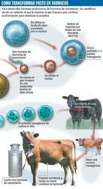 Obtención de transgénicos animales Ver infografía en el siguiente link: http://www.lanacion.com.