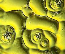 granuloso e) el estrato germinativo o mucoso que es el mas interno, las tres capas mas externas constan de células muertas