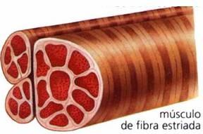 Tejido muscular tipos Fibra muscular lisa, lisa sin estriaciones, con células uninucleadas, largas y con