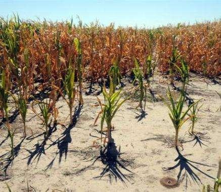Variaciones anuales (11/12 vs 10/11) Cultivos anuales extensivos Sequía en el verano 11/12, afectó los cultivos de verano.