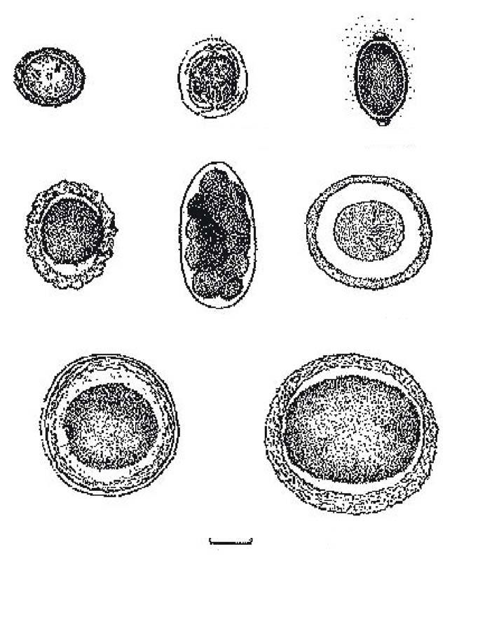 10/12 Taenia Hymenolepis nana Trichuris Ascaris Trichostrongylus Hymenolepis