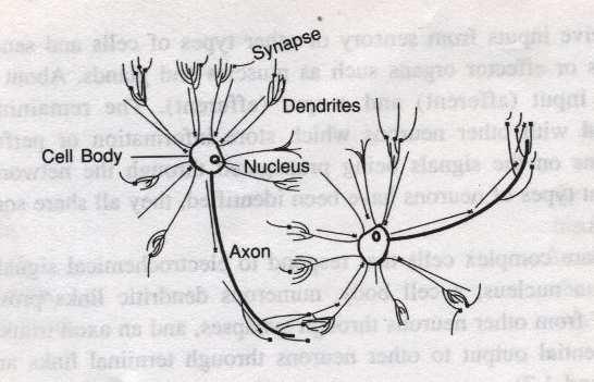 La neurona es una célula que recibe señales electromagnéticas, provenientes del exterior (10%), o de otras neuronas (90%), a través de las sinapsis