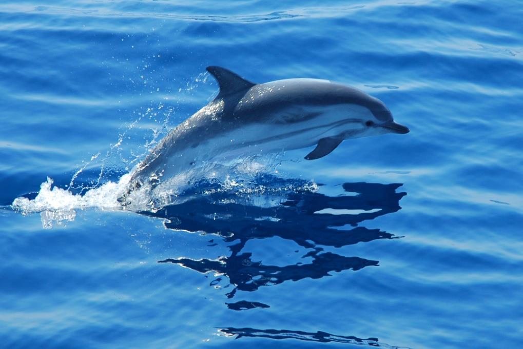 Delfín listado (Stenella coeruleoalba) Delfín de tamaño mediano, de color gris azulado en el dorso, gris claro en la parte lateral media y blanca en la parte ventral.