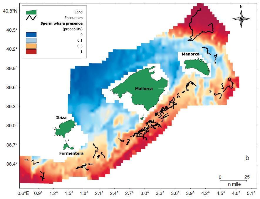 Figura A4-21: Mapa de predicción de presencia de cachalote en aguas adyacentes al archipiélago Balear. (Fuente: Pirotta et al.