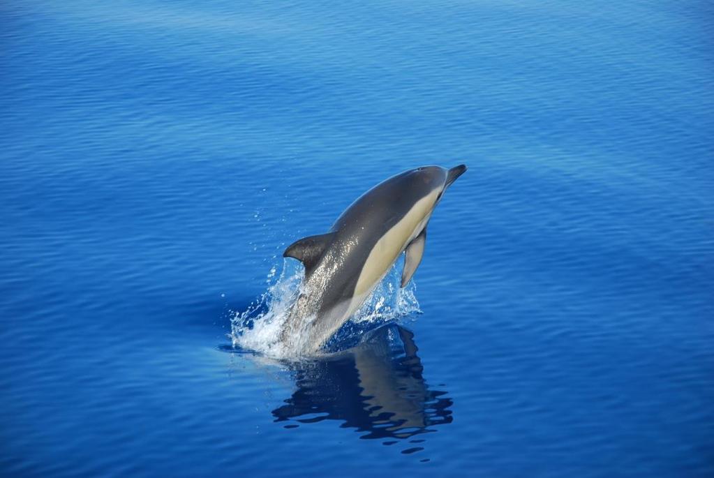 Delfín común (Delphinus delphis) Delfín de tamaño medio de color negro en el dorso, amarillo en el lateral anterior y grisáceo en el lateral posterior.