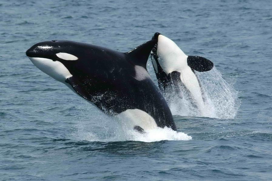 Orca (Orcinus orca) Cetáceo de tamaño medio de color negro con manchas blancas muy características (postocular, montera, tridente).
