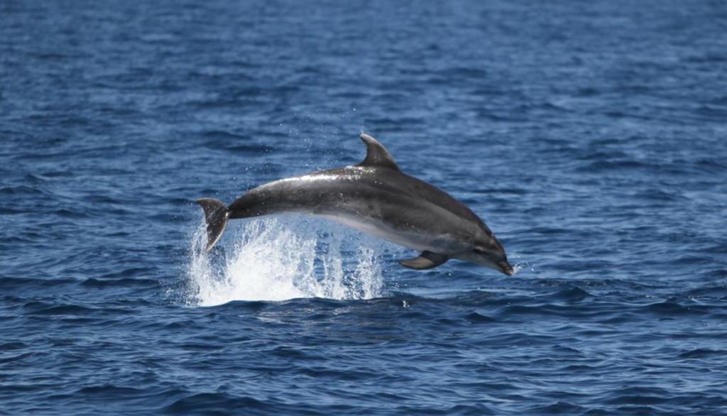 4.1 Especies presentes en el mar balear Delfín mular (Tursiops truncatus) El delfín mular es un delfín de tamaño grande, color gris oscuro y con una aleta dorsal falciforme situada en una posición
