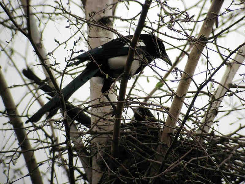 Figura 6.- Dos ejemplares de urraca ocupando un nido situado en las ramas más altas de un árbol.
