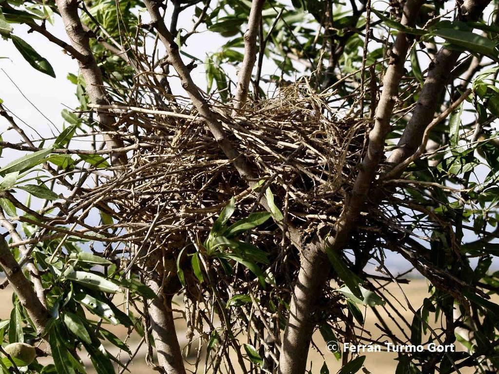 El nido está protegido por arriba mediante una cúpula o tejado de ramas para impedir el acceso de depredadores a sus huevos.
