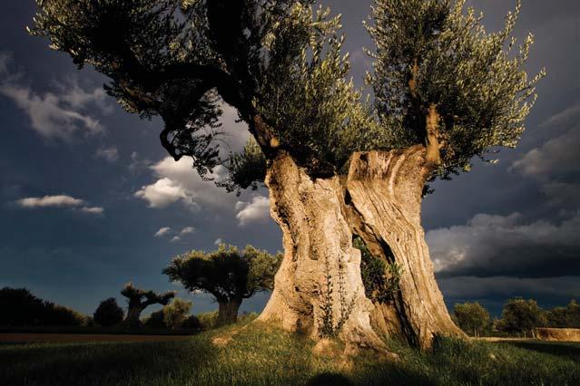 ACEITE El olivo es un cultivo mediterráneo que está presente en la historia y el paisaje de Navarra desde hace dos mil años.