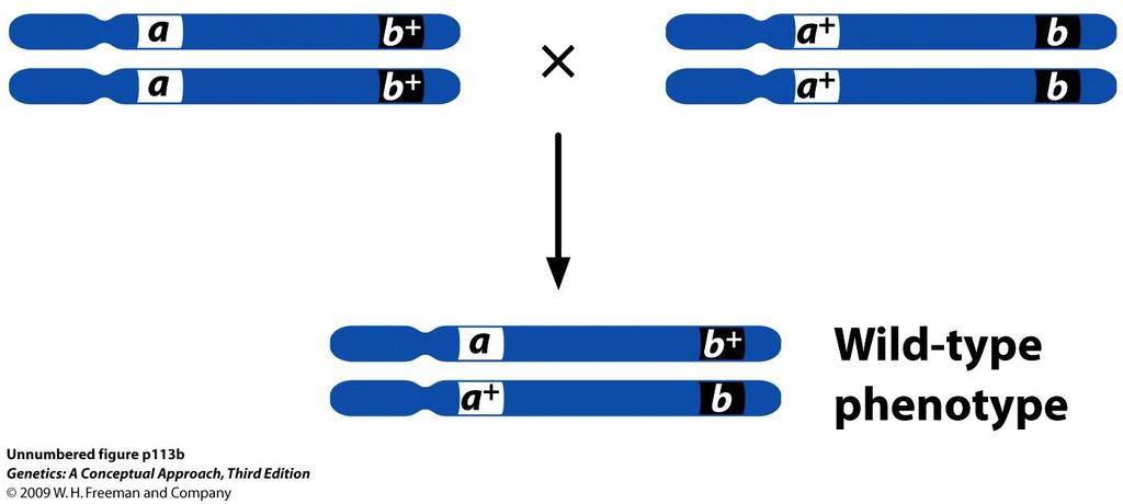 Prueba de complementación: permite saber si dos mutaciones están en el mismo locus o en diferentes loci Mismo locus Diferentes loci