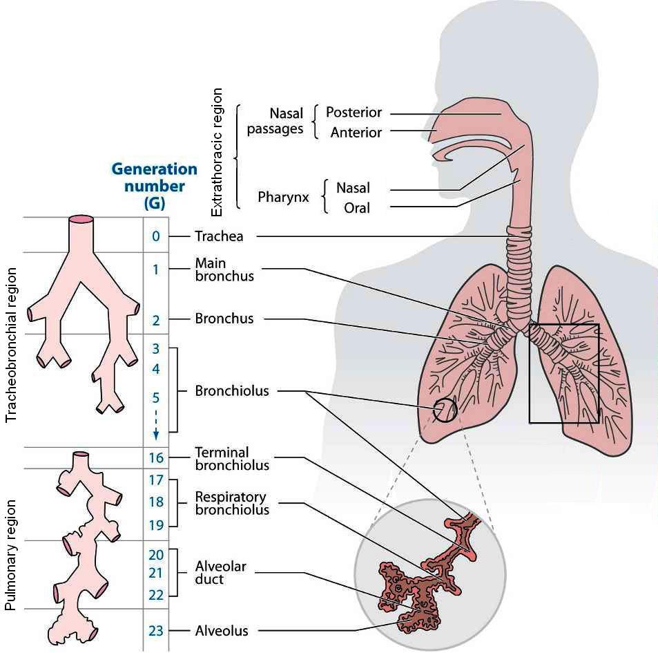 Tamaño de partículas y depósito pulmonar Tamaño partícula > 6µm Principalmente depósito boca/orofaringe, alto clearance mucociliar, y deglución partículas.