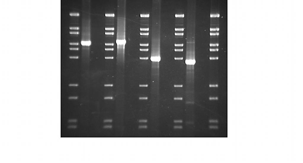 Long range PCR: