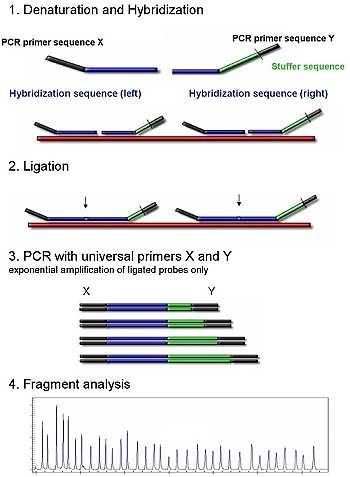 MLPA: Protocolo de ensayo.. Las sondas que reconocieron su secuencia blanco y pudieron ser ligadas son amplificadas por PCR, usando un único par de primers.