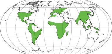 Distribución geográfica: más o menos cosmopolita, especialmente diverso en América del Norte.