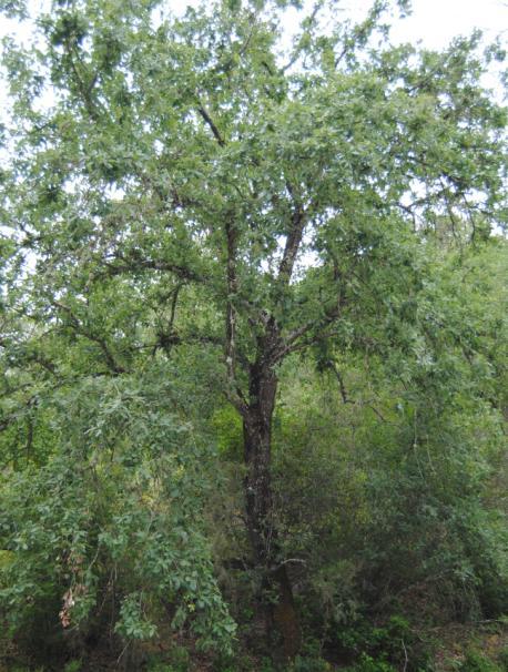 Nombre Científico Quercus faginea Lam. Quejigo Árbol semicaducifolio de hasta 20 m de altura.