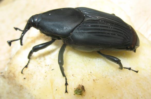 Adulto Rhynchophorus palmarum (Coleoptera: Dryophthoridae) Transmisión