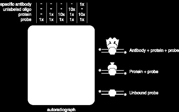 interacción DNA-Proteína