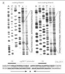 proteína interacciona (regulación trans) * Protección a DNAsa o