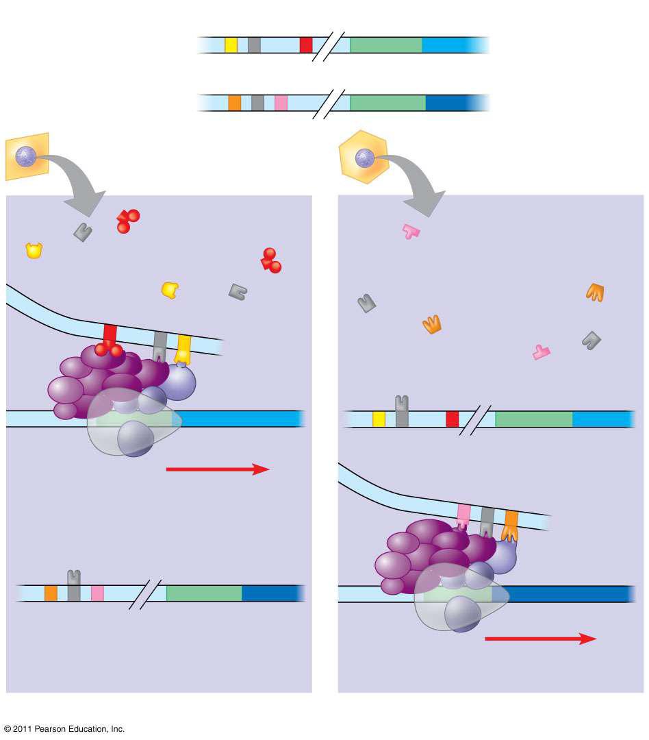 Enhancer Promoter Control elements Albumin gene Crystallin gene Available activators LIVER CELL NUCLEUS Available activators LENS CELL