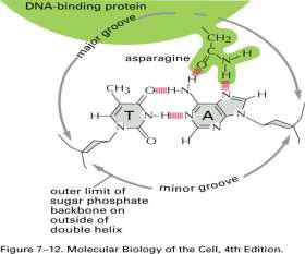 de acuerdo a distintos tipos estructurales Homeodomain proteins