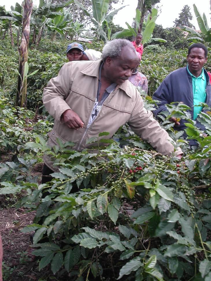 Inspección interna de un productor de café orgánico en Tanzania (El agricultor estuvo presente durante toda la inspección) Parcelas orgánicas con café y banano alrededor de la casa del agricultor,