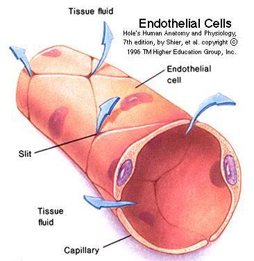 Endotelio vascular
